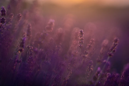 Best Scents for Stress Relief at Home